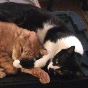 Meet your Posher, Posh